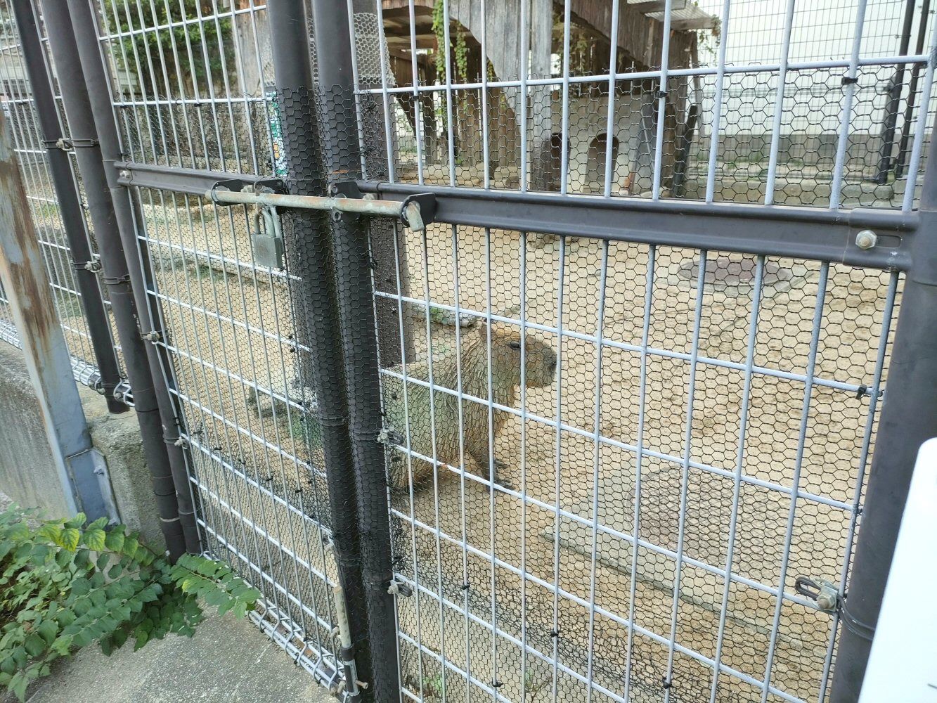 ouzi_zoo_051