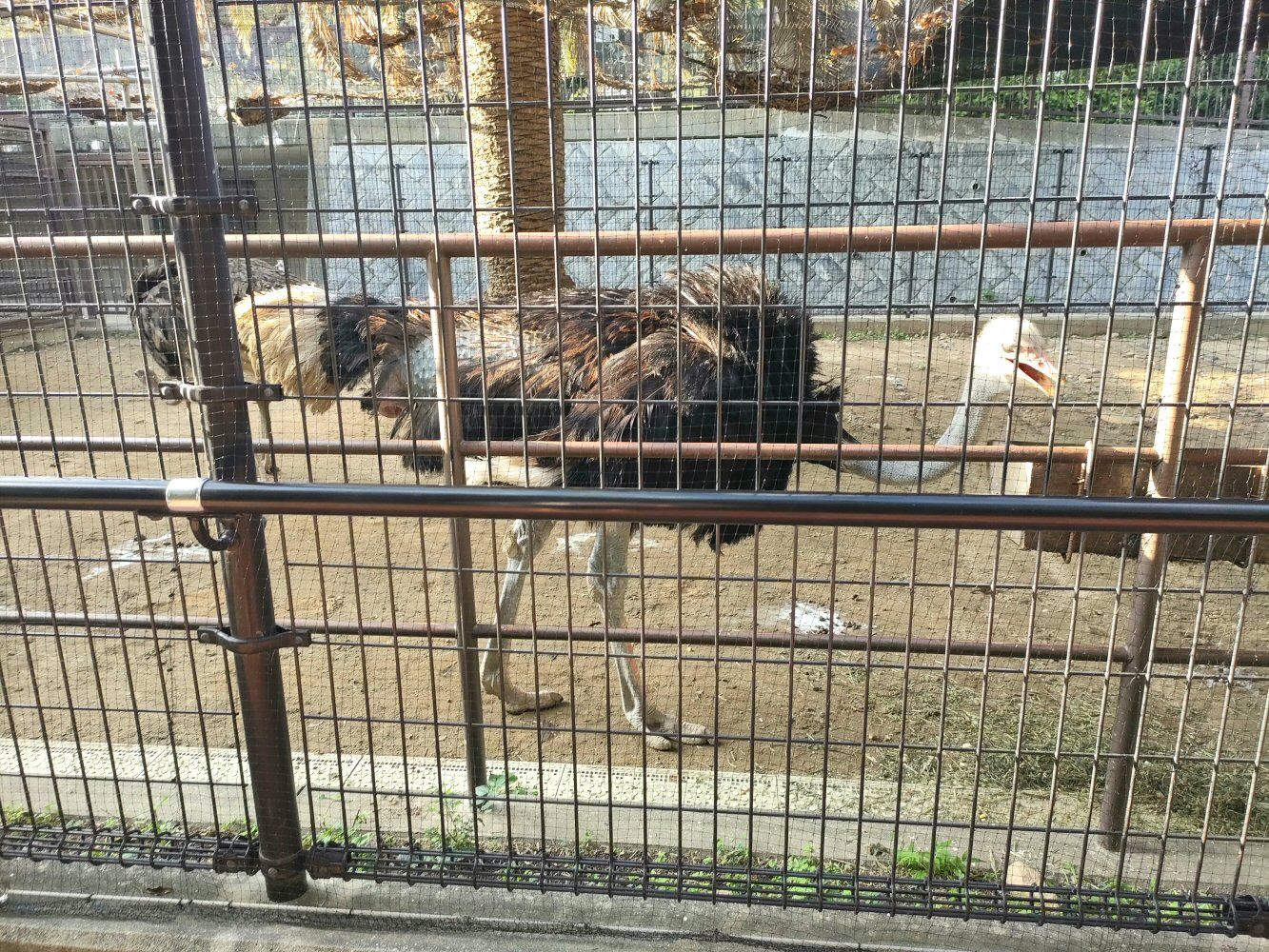 ouzi_zoo_042