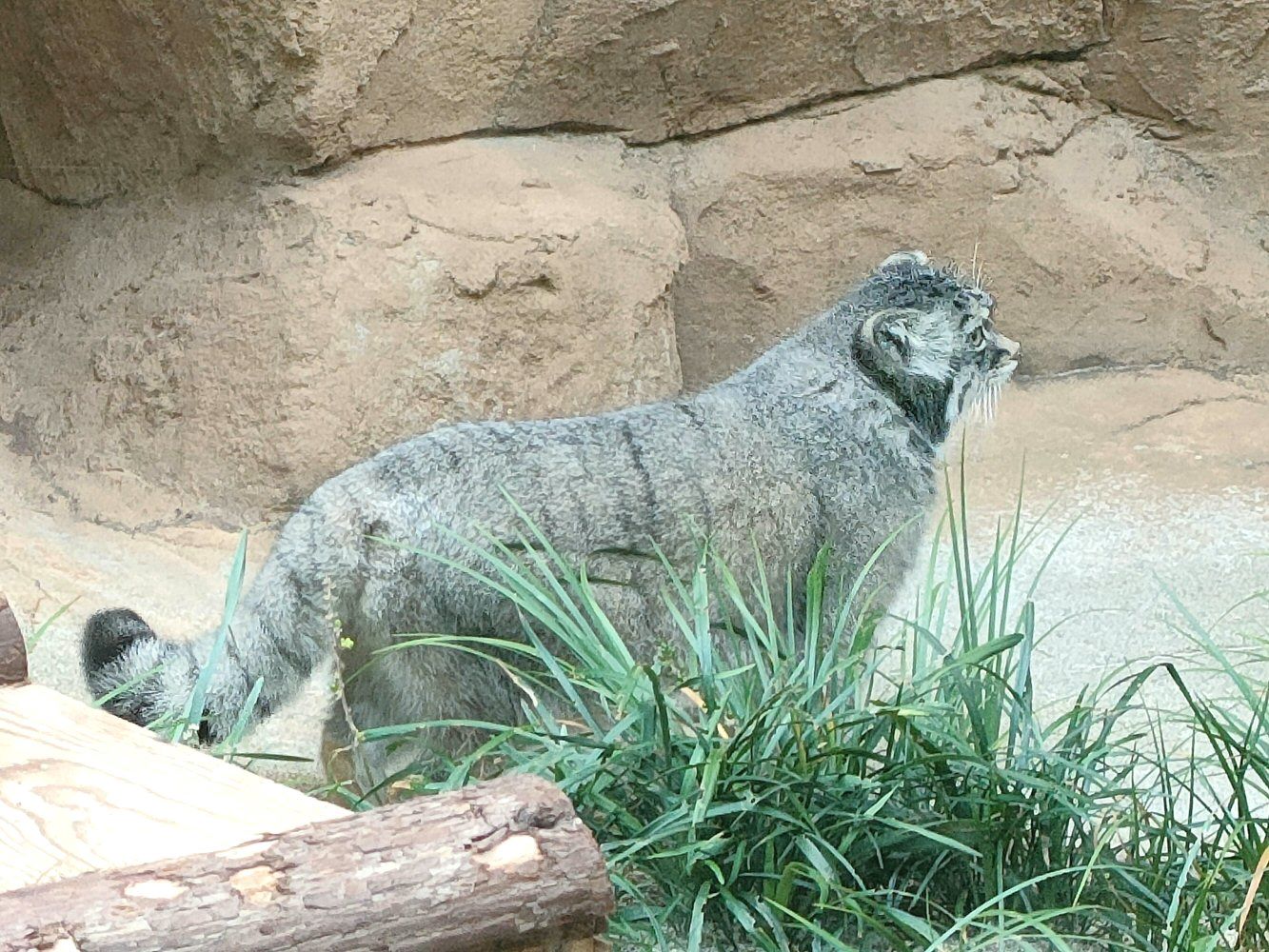 ouzi_zoo_026