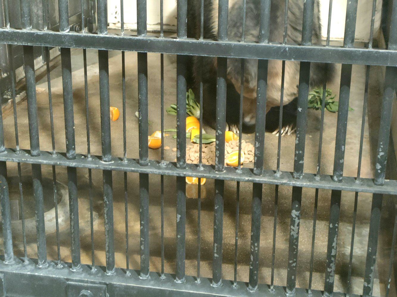 ouzi_zoo_034