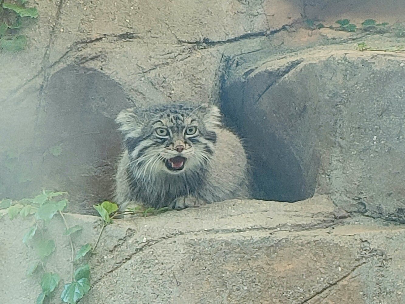 ouzi_zoo_024