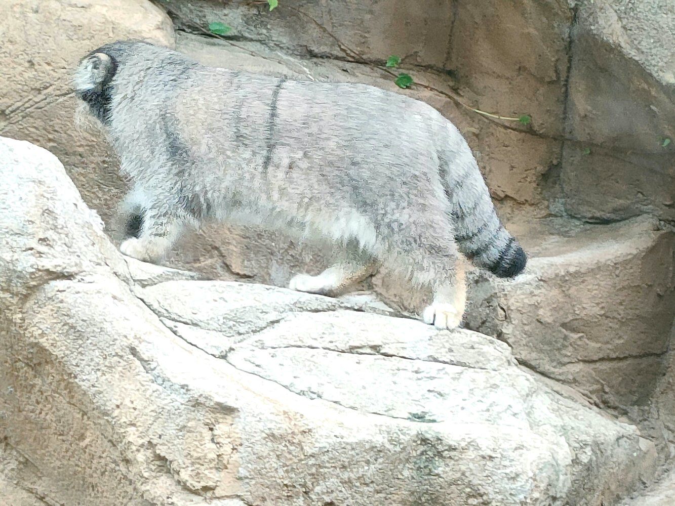 ouzi_zoo_025
