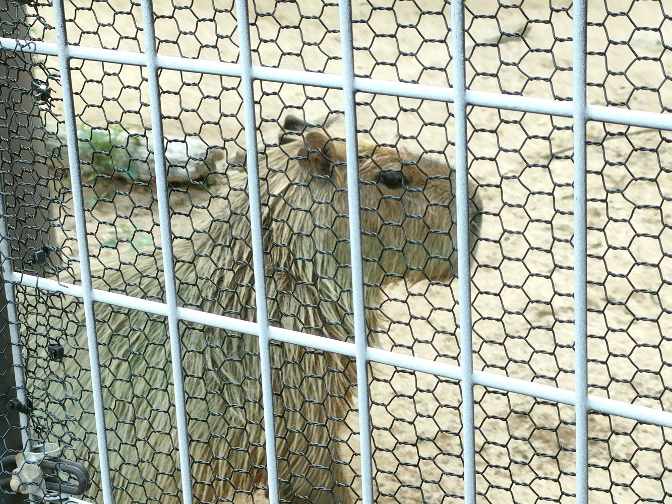 ouzi_zoo_050