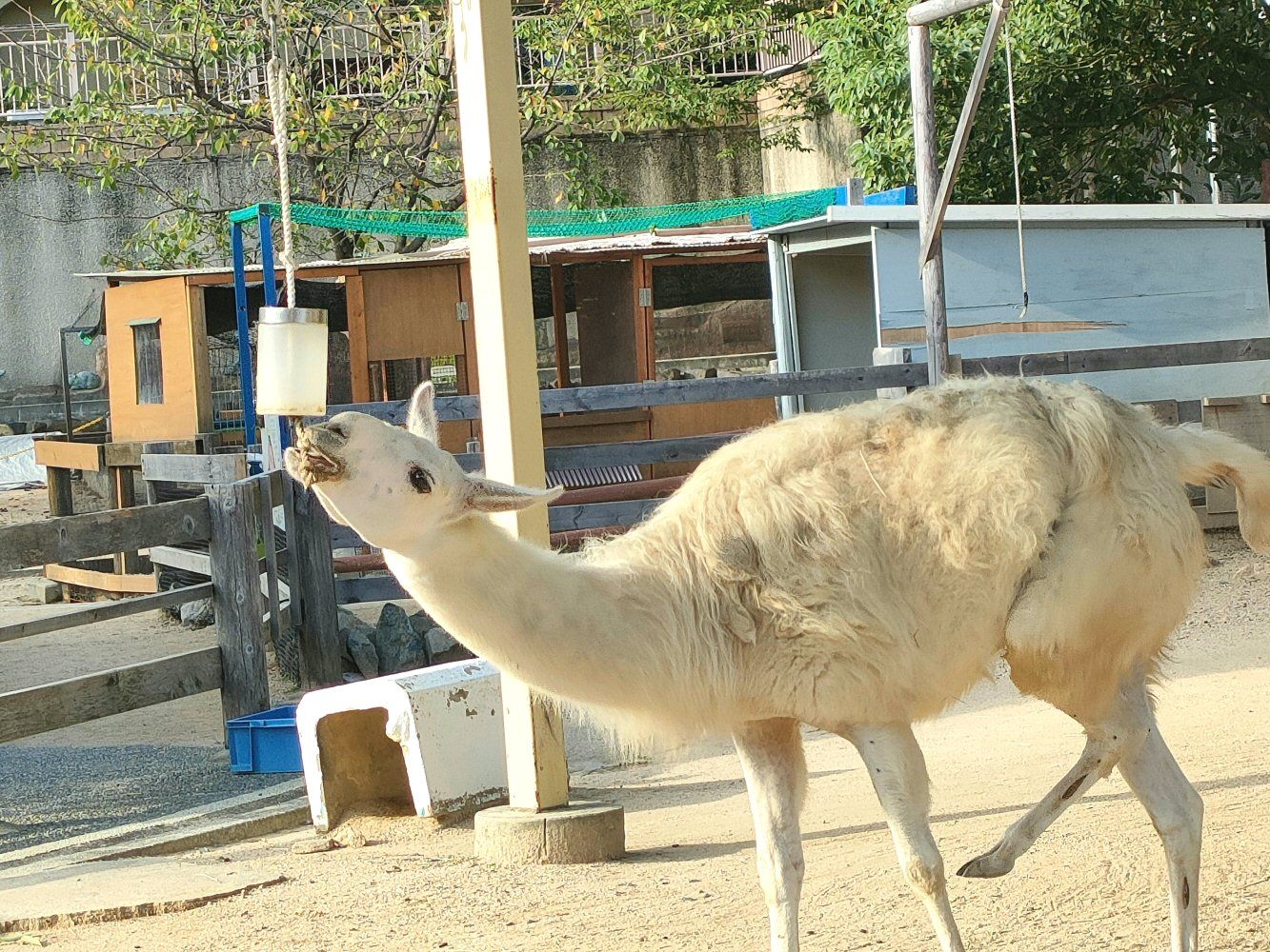 ouzi_zoo_004