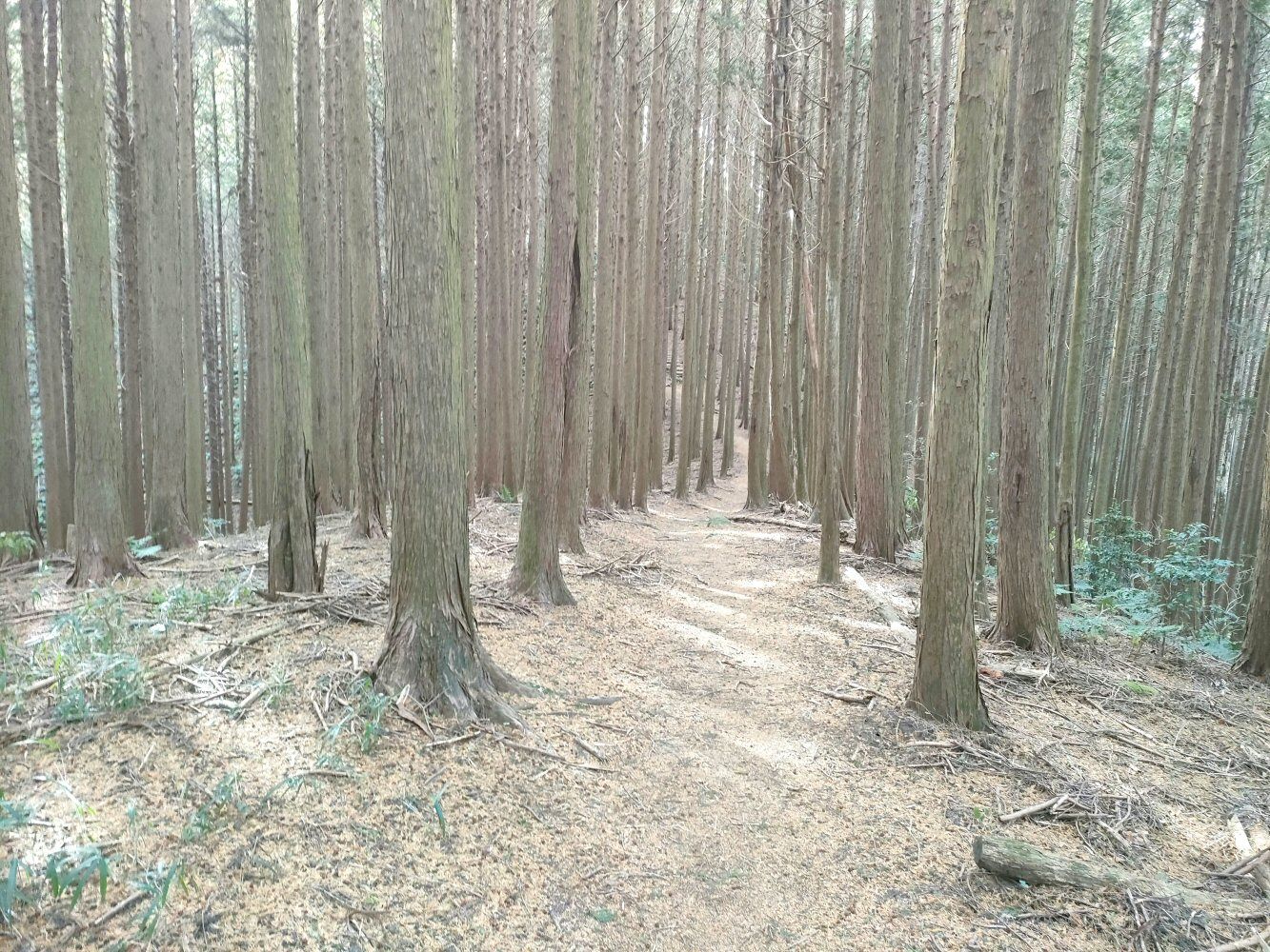diamond_trail1_21