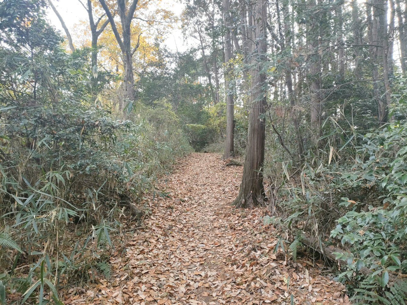 diamond_trail1_08
