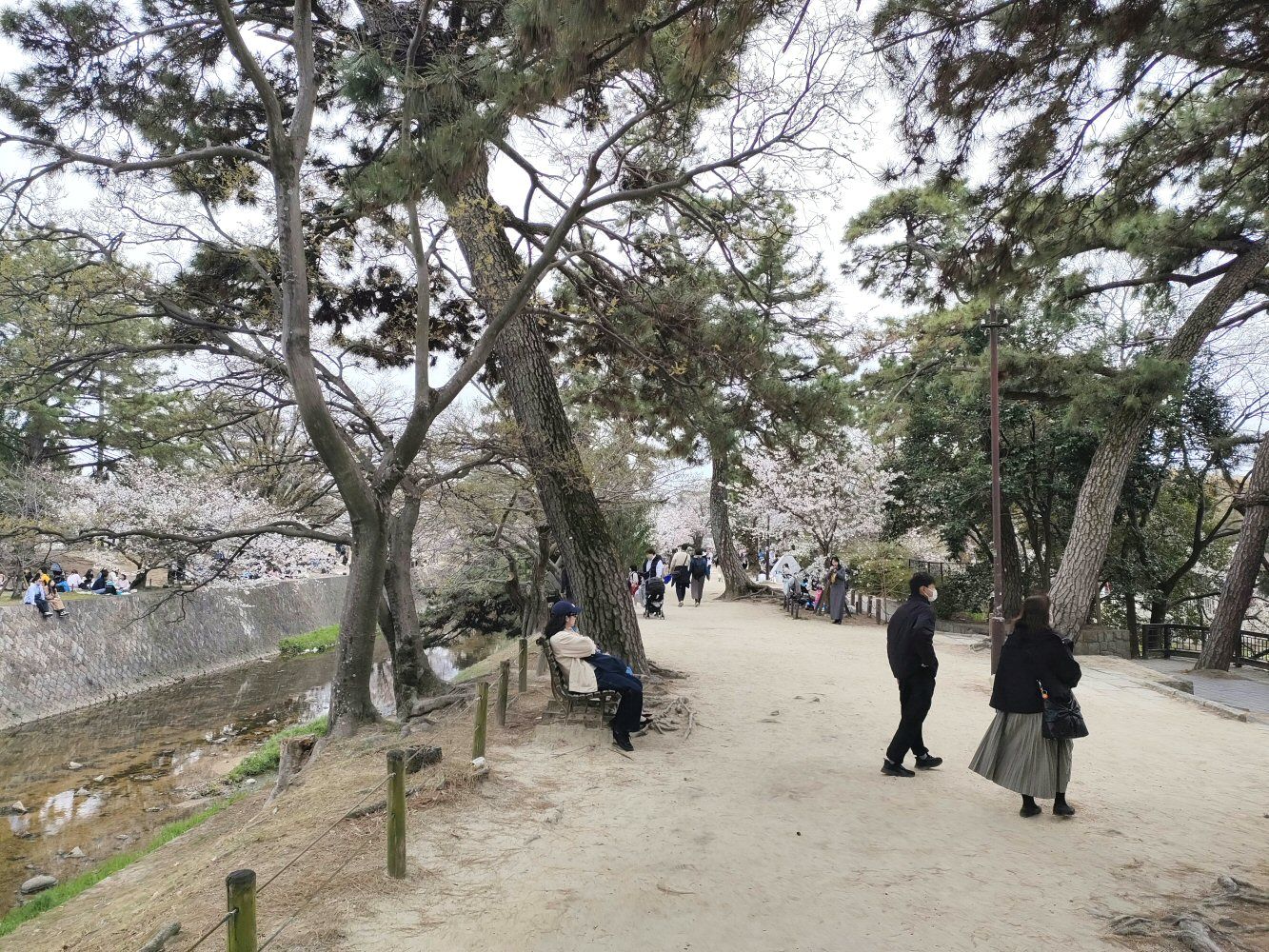 sakura_09