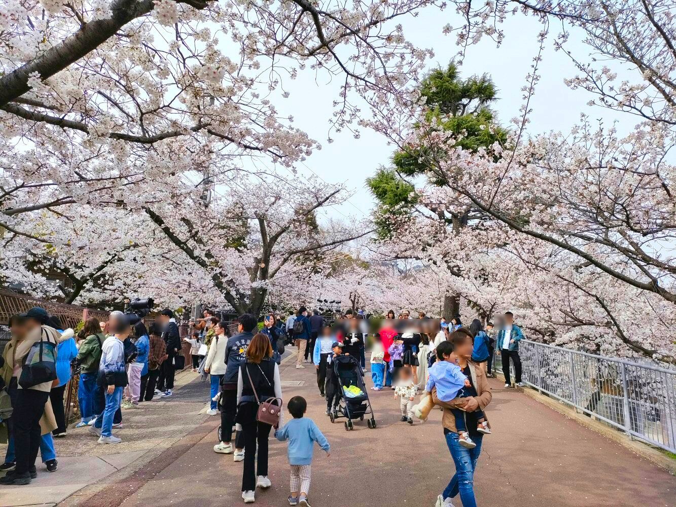 sakura_04