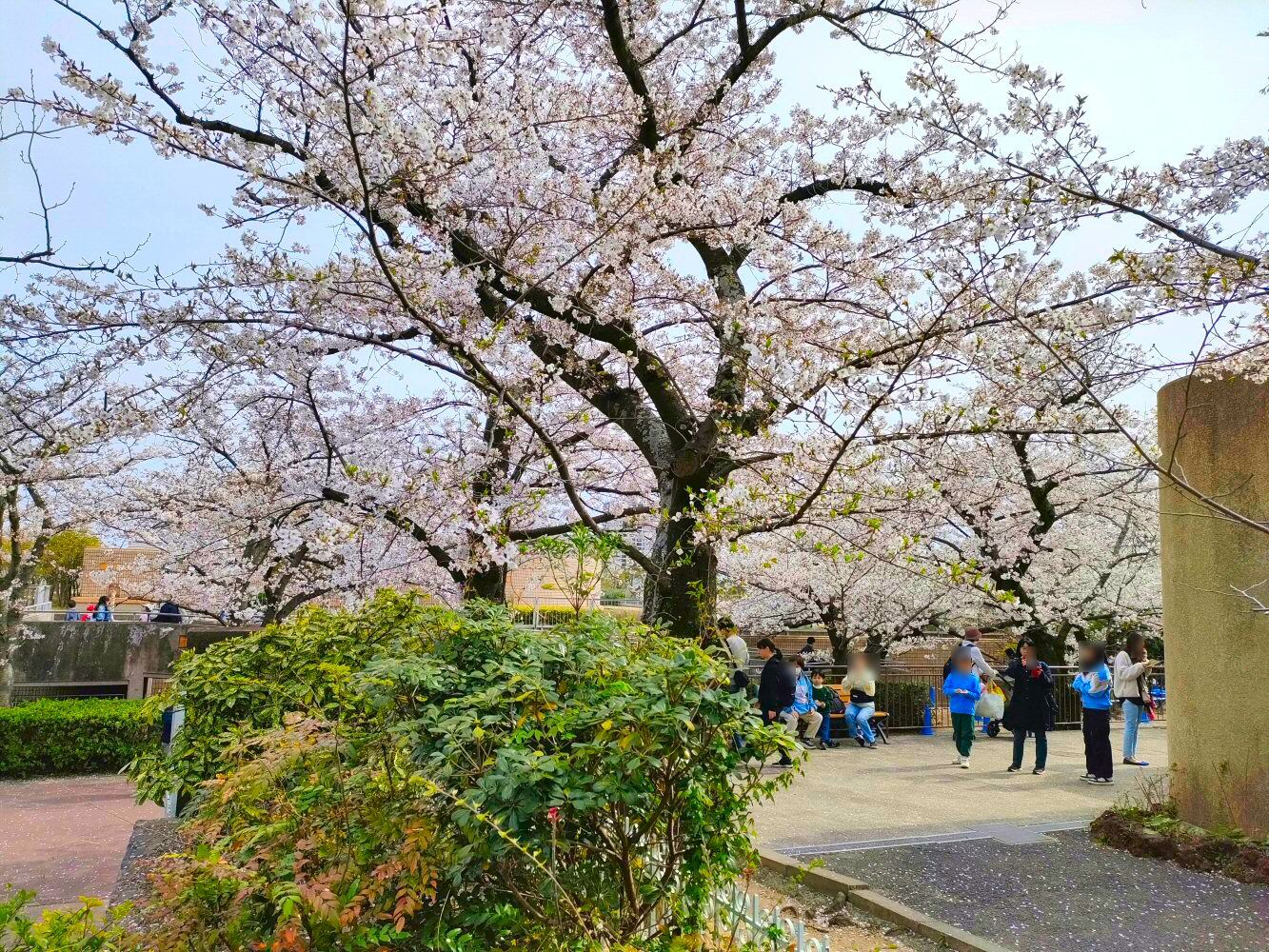 sakura_06