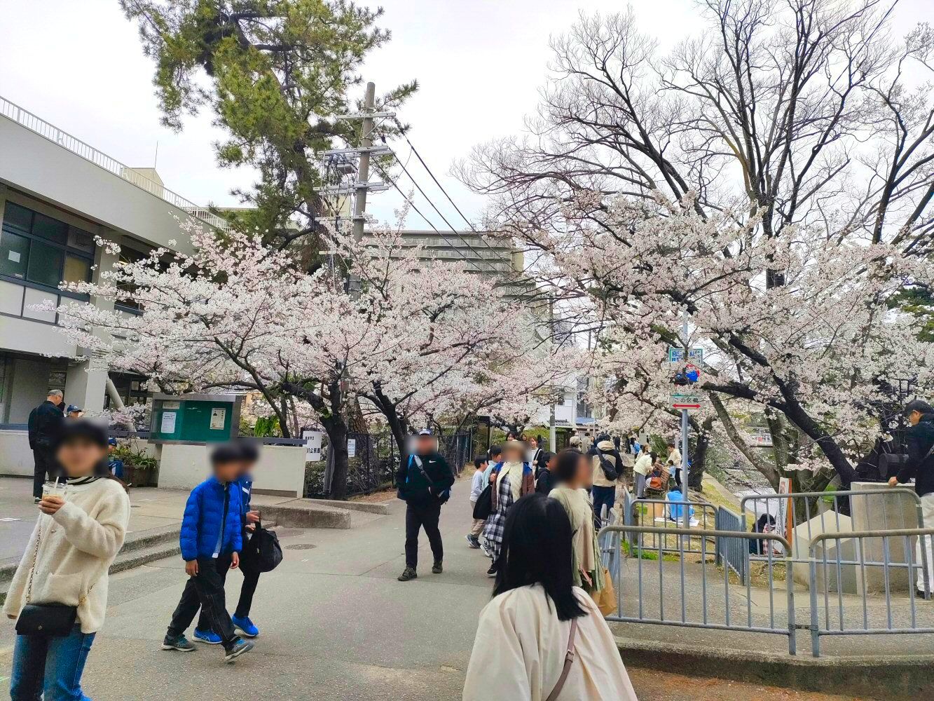 sakura_11