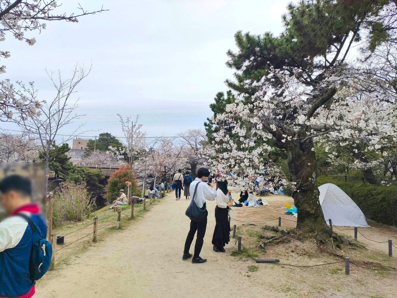 sakura_10