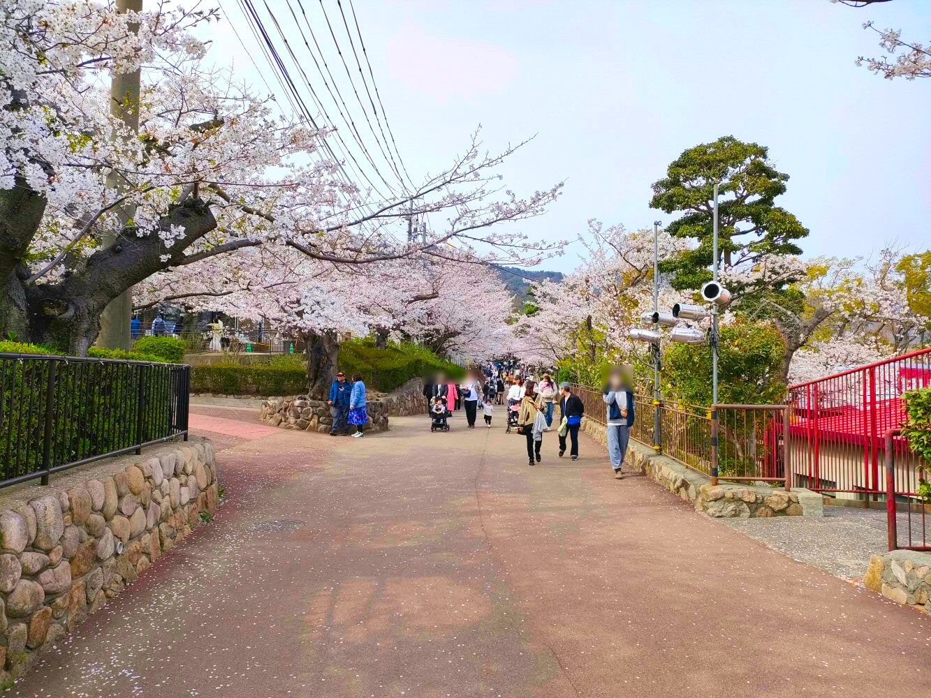 sakura_03