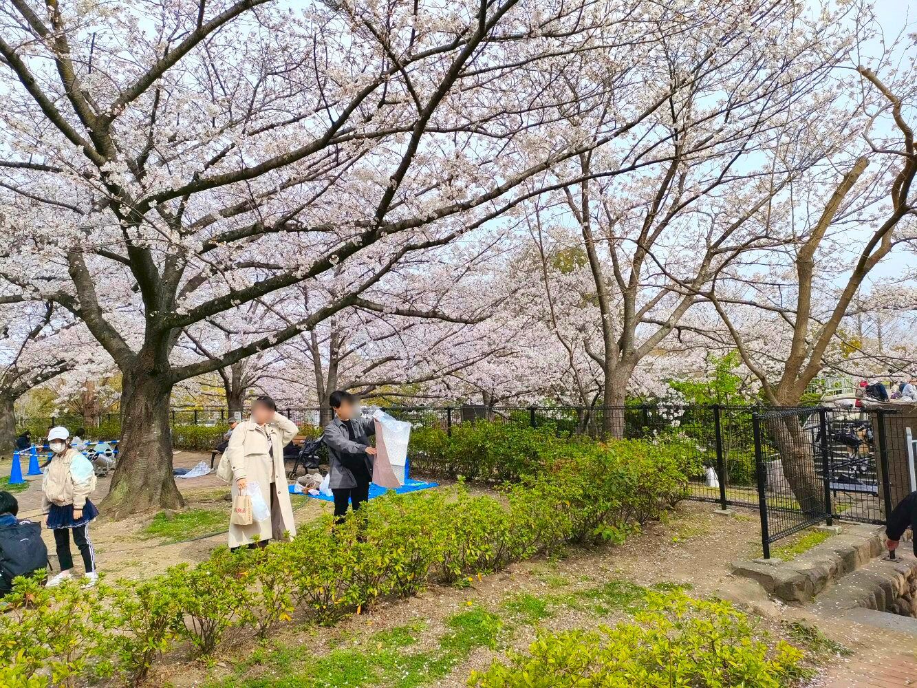 sakura_07