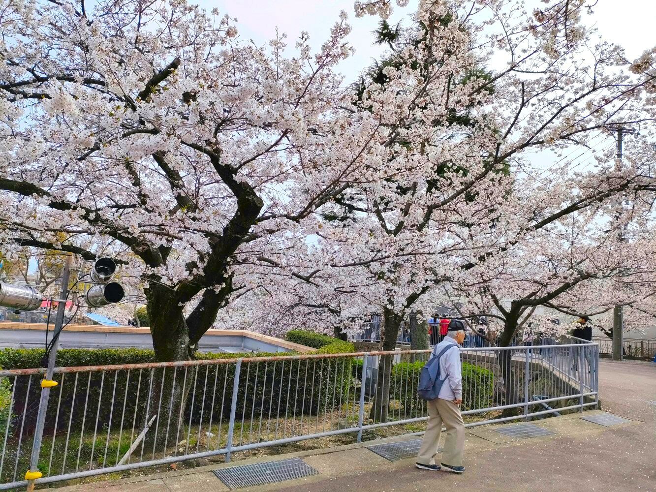 sakura_05
