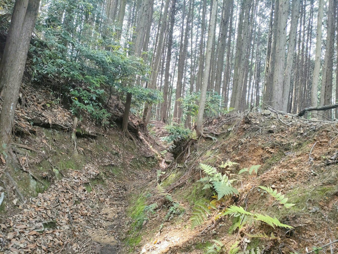 IMG20250523133017